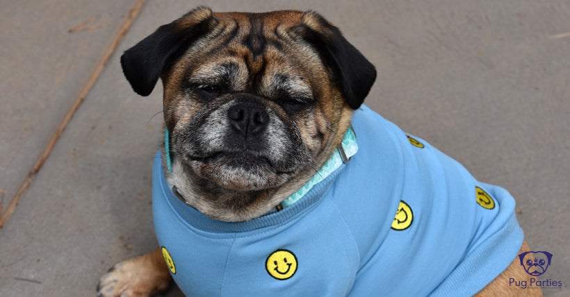 Fawn male Pugalier in a Blue Smilie face Jumper