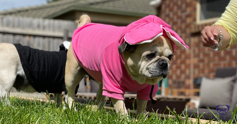 Fawn female Pug dressed in a pink hoodie