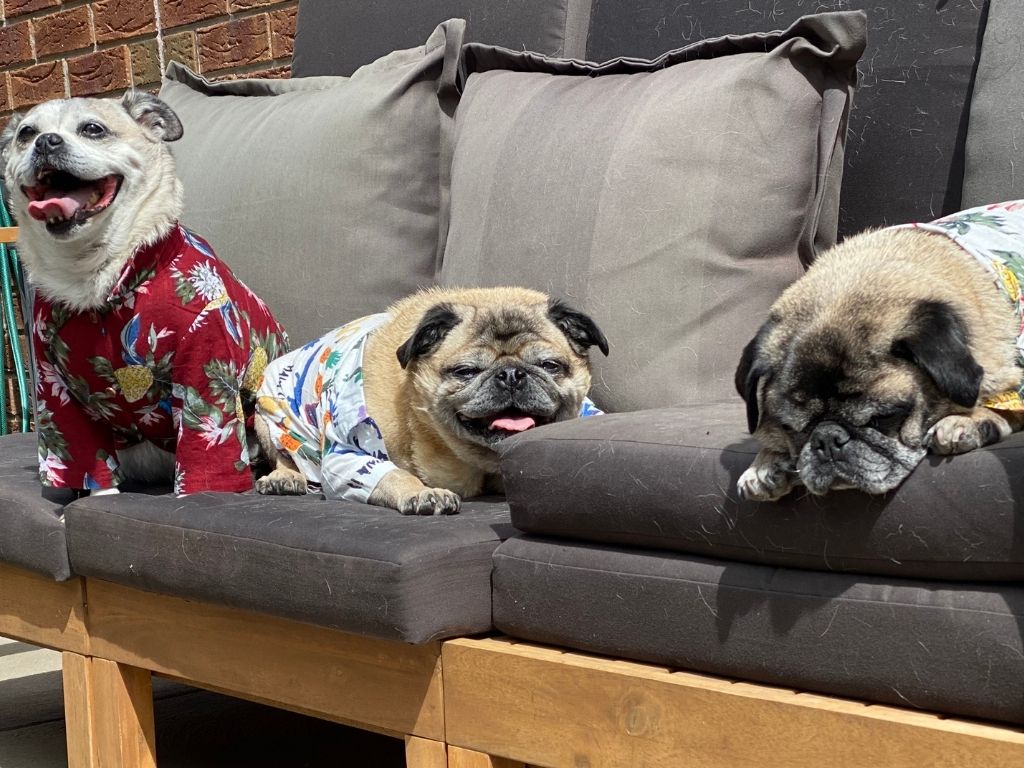 Max, Oscar and Charles dressed in Hawaiian Pug Shirts sitting and lying on an outdoor lounge