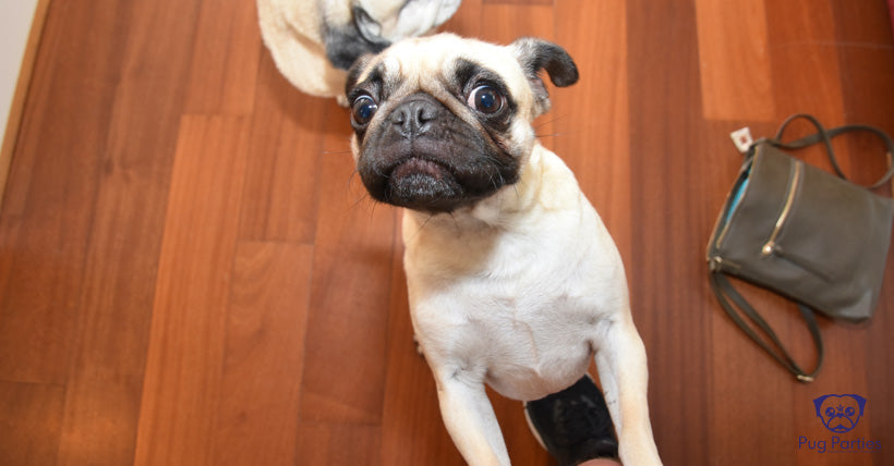 Fawn female pug standing on her hind legs staring into the camera checking it out