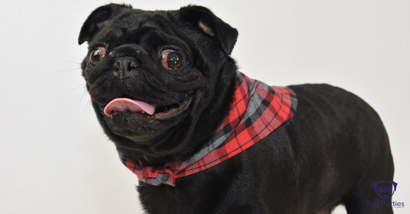 Black female pug wearing a red tartan neck kerchief smiling into the camera