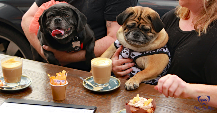 Black Pugalier and a fawn Pugalier being cuddled by their fur-parents at a cafe table