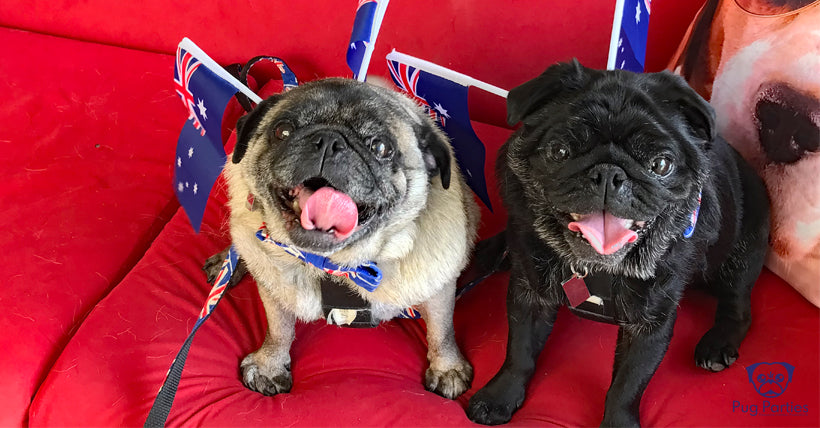 fawn and male pugs dressed in Australia Day flag head bands smiling at the camera sitting on a red couch