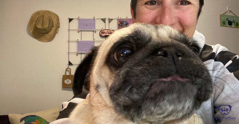 Female fawn pug pulling a blowfish face with a white female sitting behind her in an office