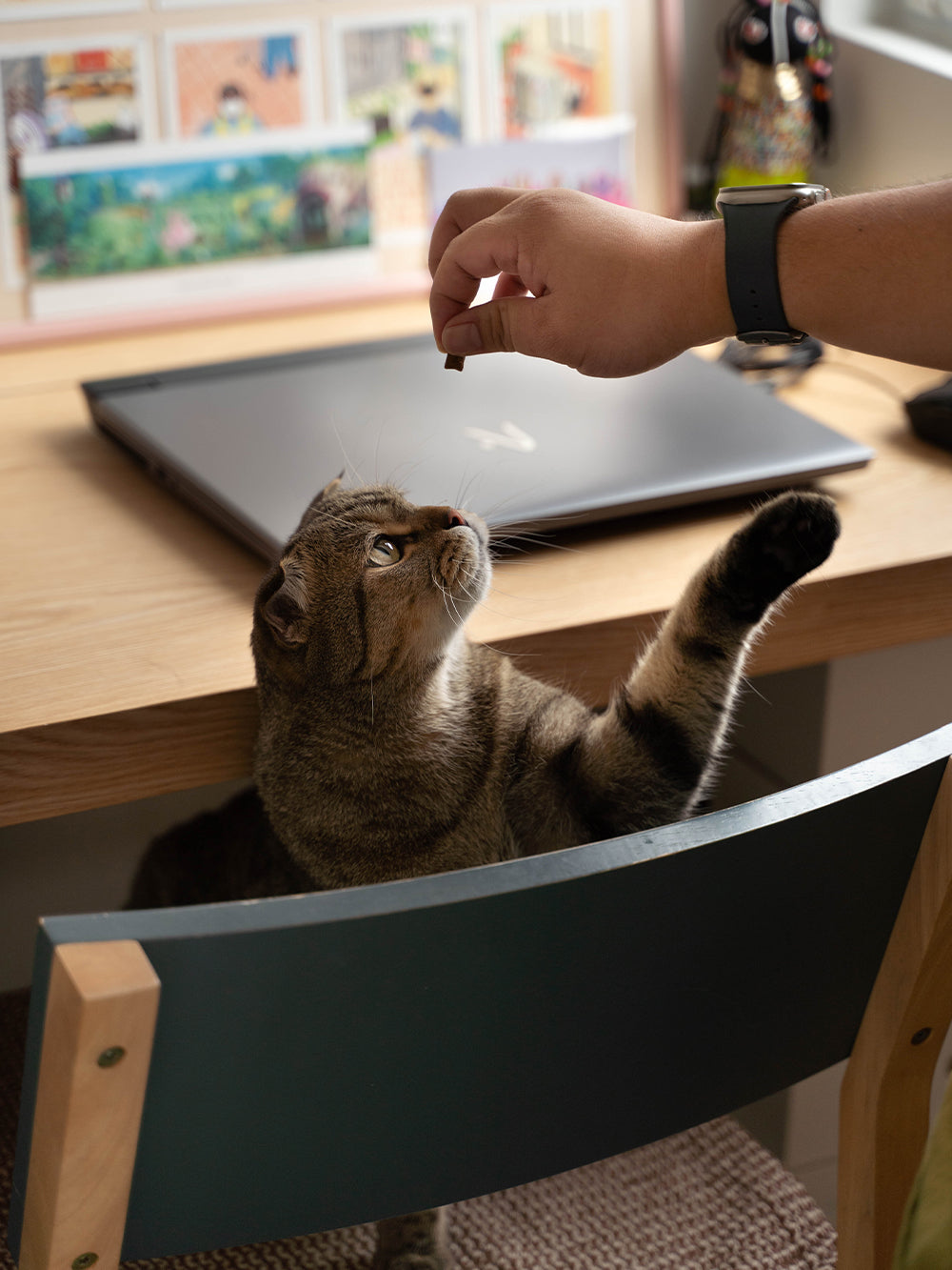 SOJAO-house-to-home-tour-journal-loftandorder-cat-reaching-for-food.jpg