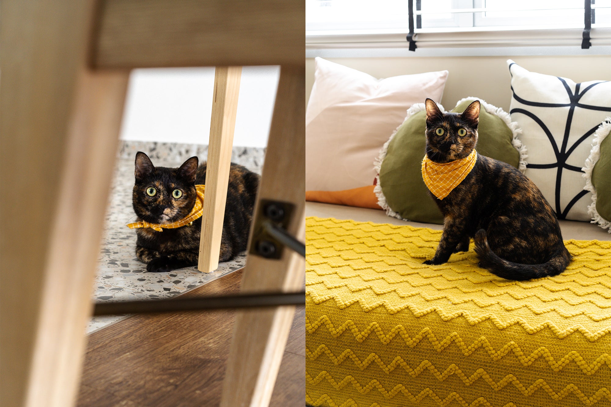 cute black cat with yellow bandana