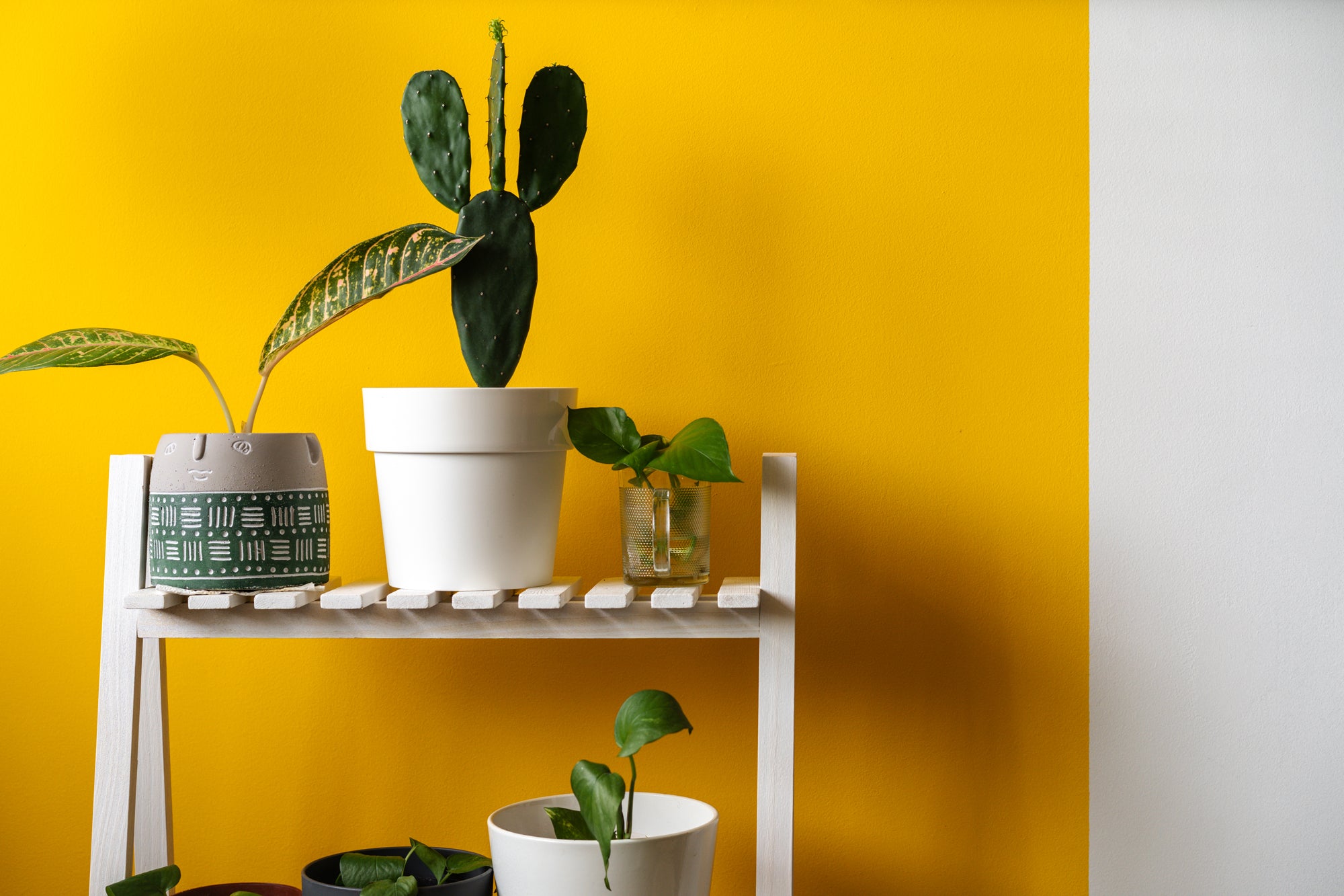 house plants against yellow wall