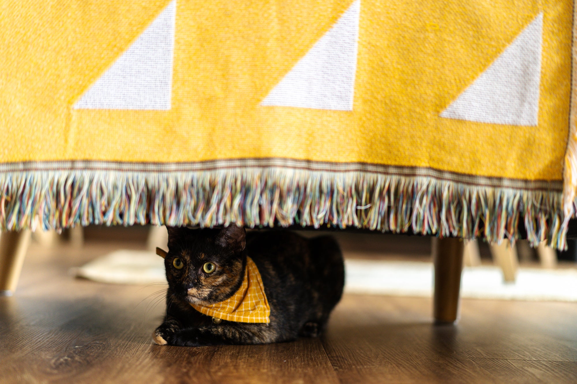 black cat with yellow bandana under sofa