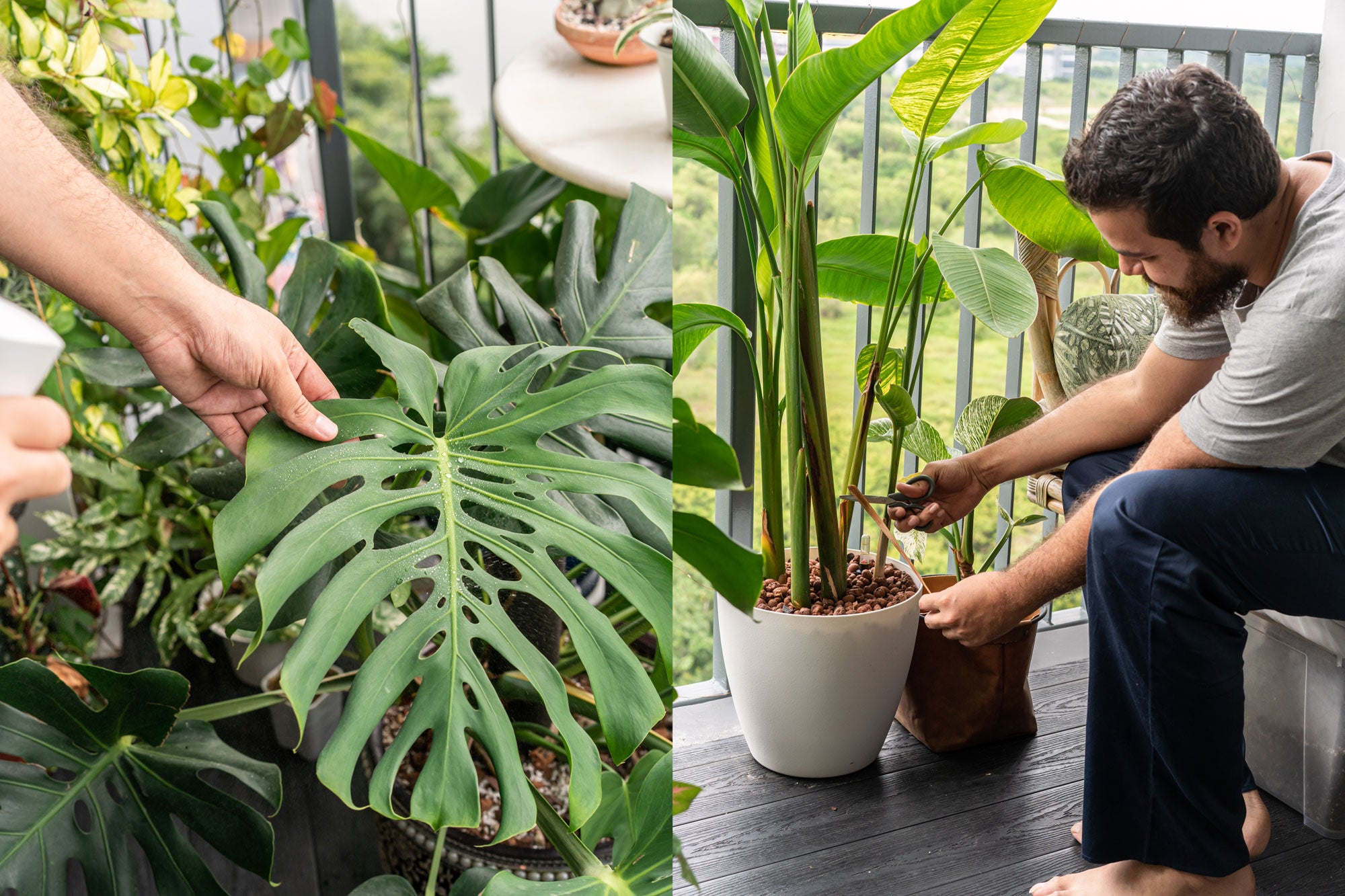 monstera and bird of paradise house plant care__Sojao_house_to_home