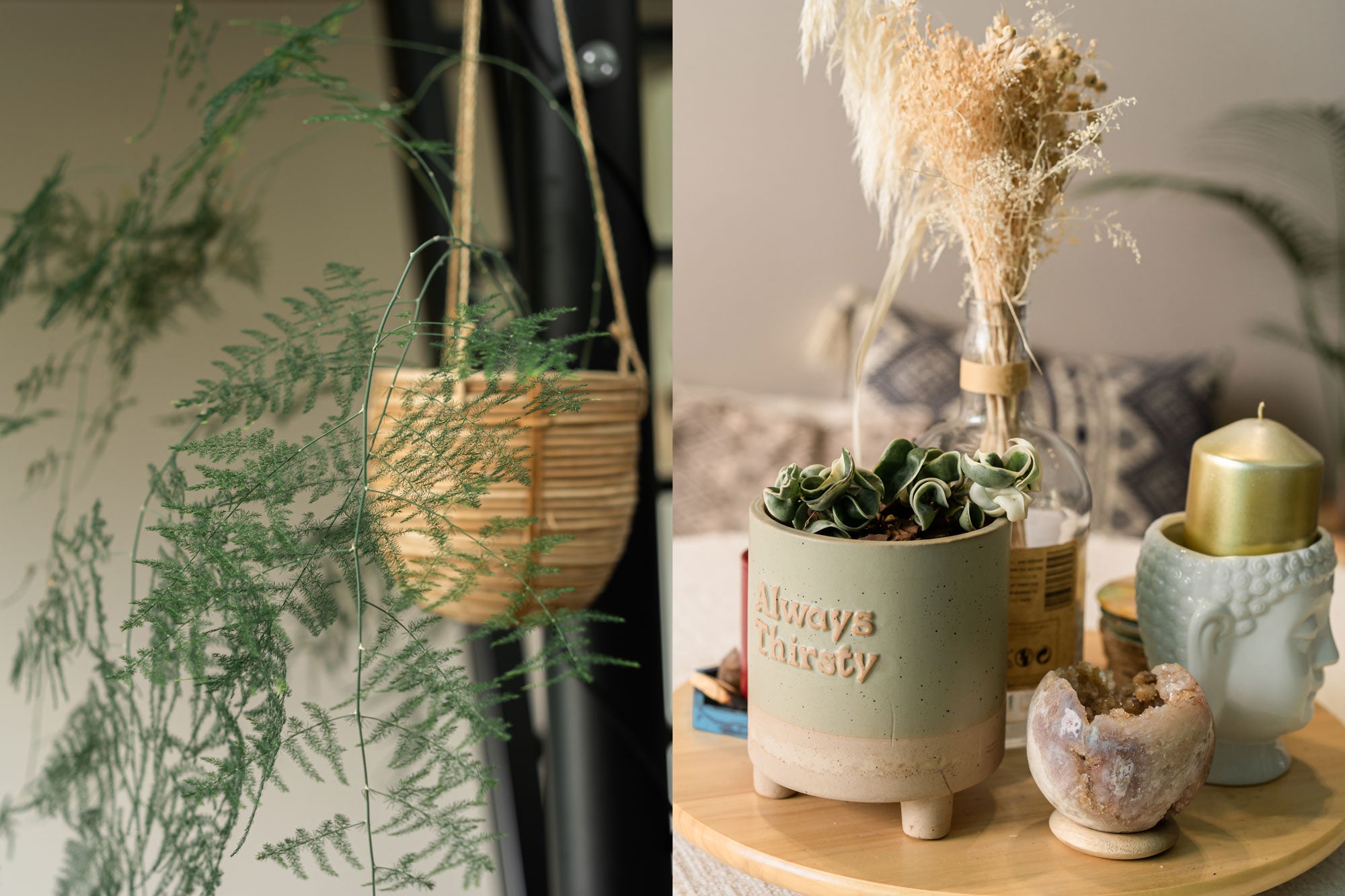asparagus fern growing indoors_Sojao_house_to_home