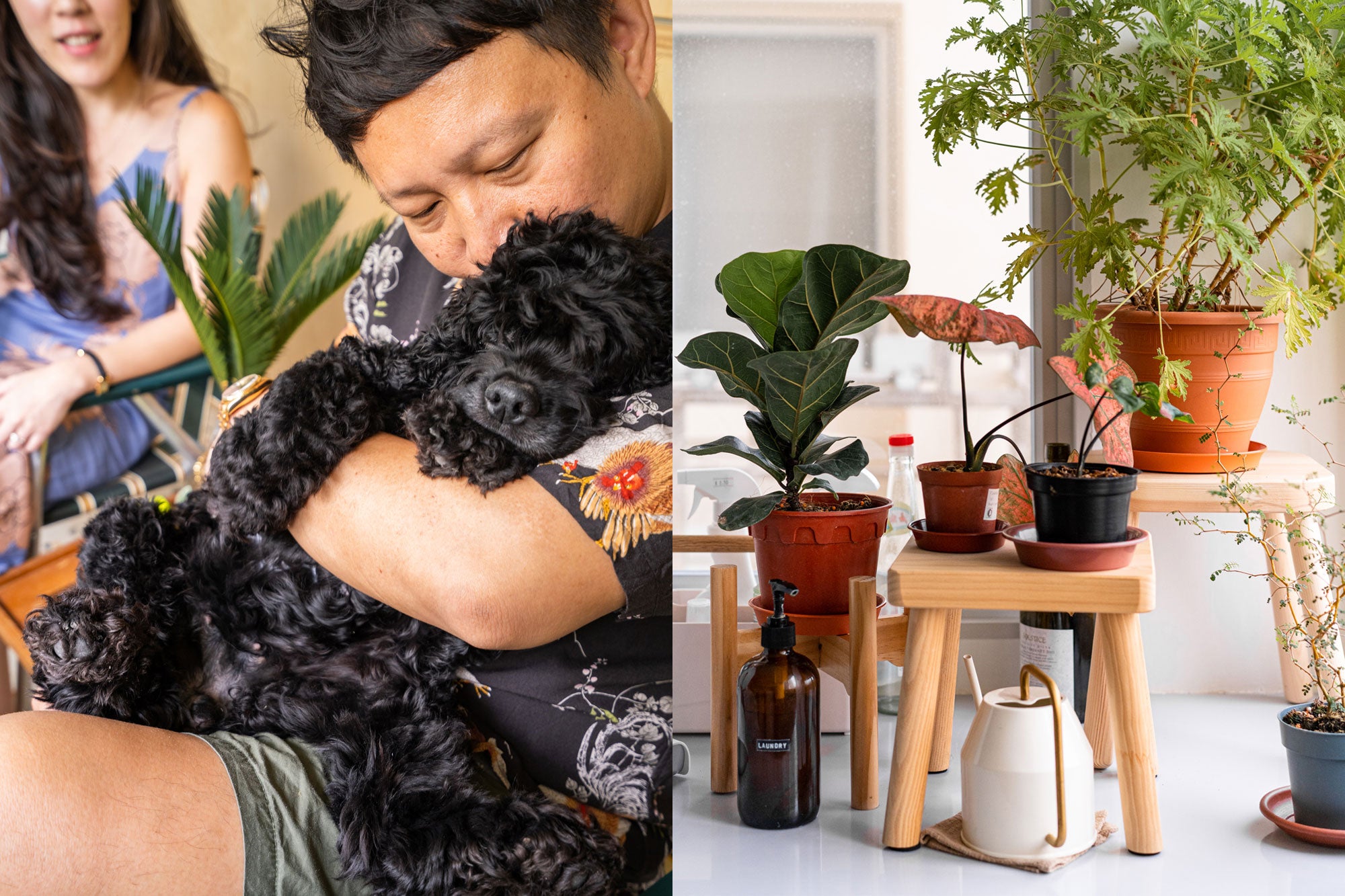 house plants in modern home with black cockel spaniel