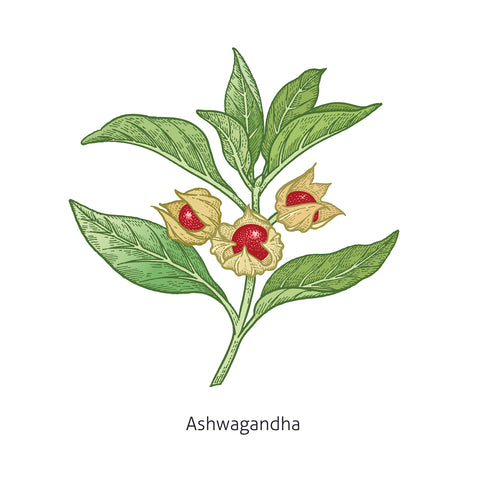 Withania (Withania somnifera)