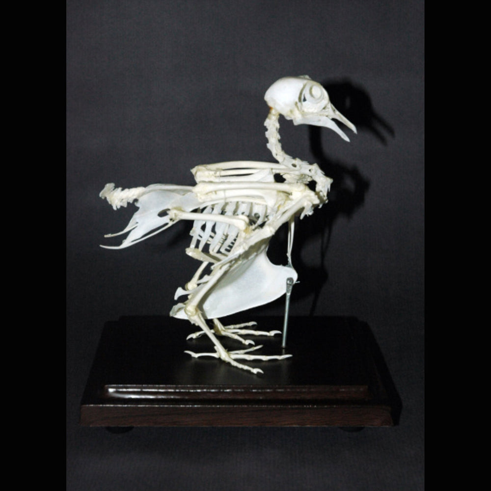 Pigeon Skeleton – The Dark Art Emporium