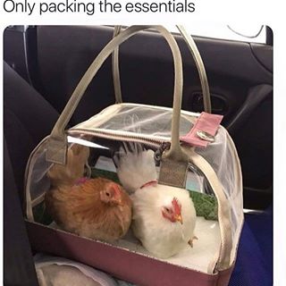 packing the essentials meme