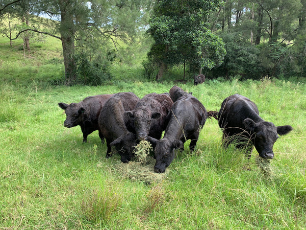 Allyn River Galloway group eating