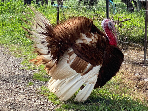 Bourbon Red Deutschers turkey farm