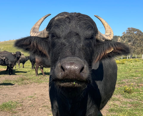 Burraduc buffalo Burraduc staff farm trip