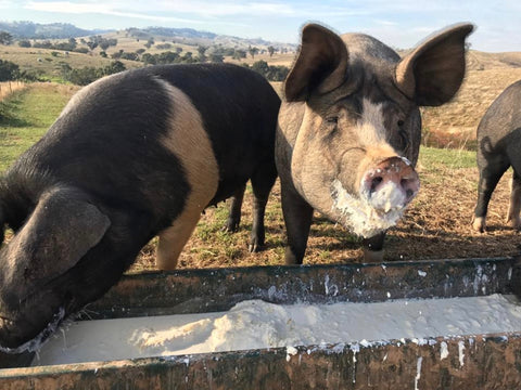 Fresh Pastures pigs