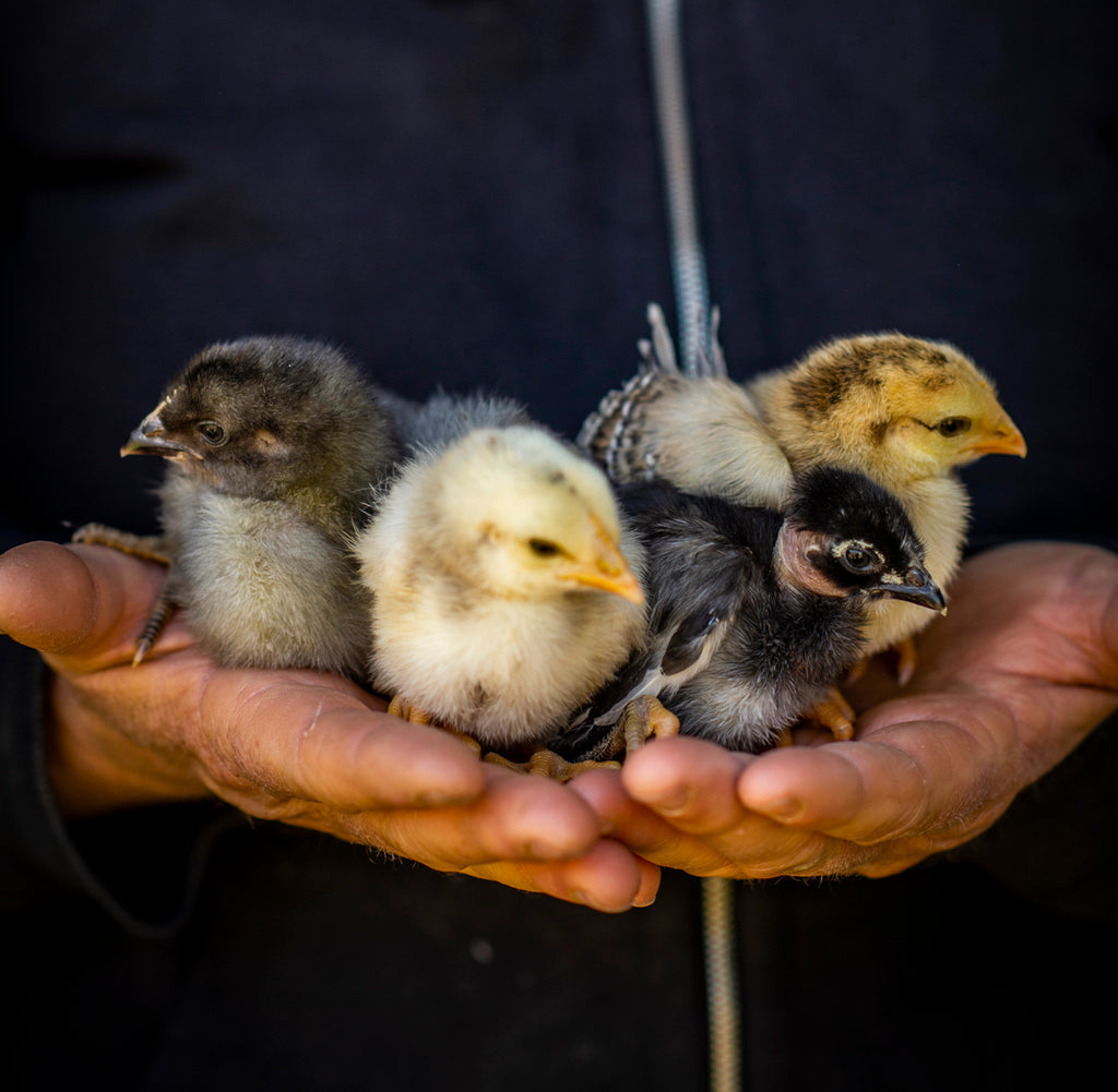 Grassland Sommerlad chicks The Ethical Omnivore