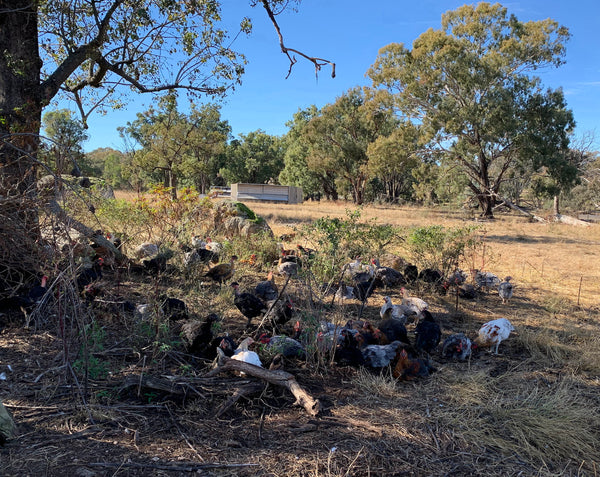 F and B Grassland chooks in pasture