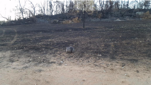 Gundooee fire aftermath: baby wombat looking for food