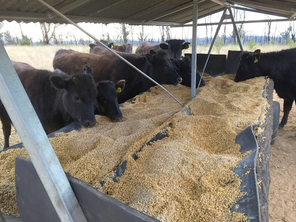 Gundooee cattle feeding on soaked grain