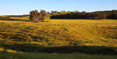 Gundooee - early morning cattle round up