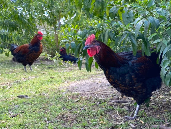 Llandilo cockerel