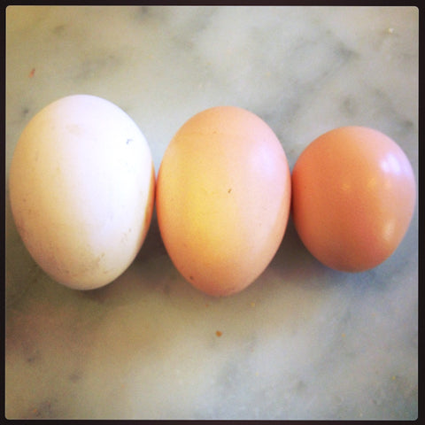 Marrickville chook eggs