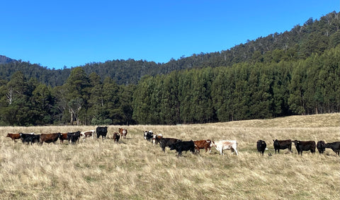 Mersey Forest Diemen's Ridge cattle