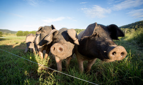 Near River pastured pigs