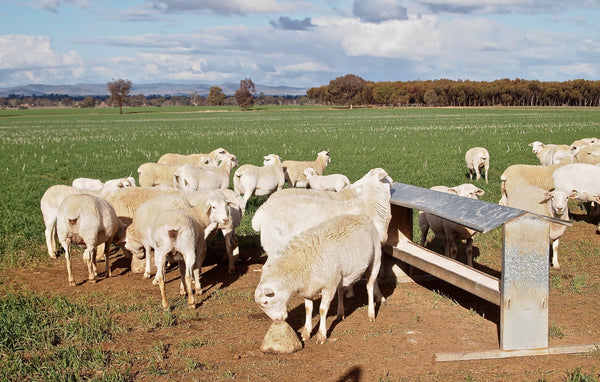 NBI Mayfield ewes feeding