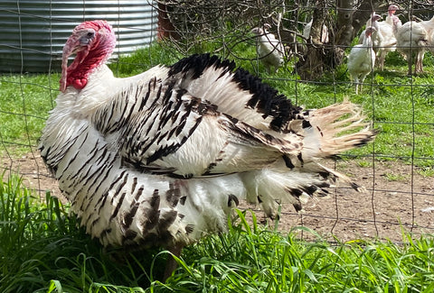 Painted tom Deutschers turkey farm