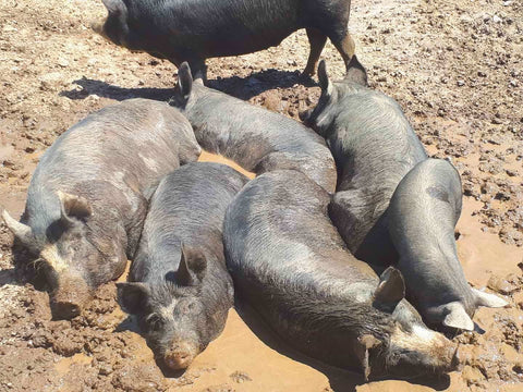 Sally's Flat Berkshire pigs