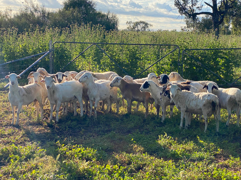 Bruce Maynard Willydah lazy farmer lambs fence