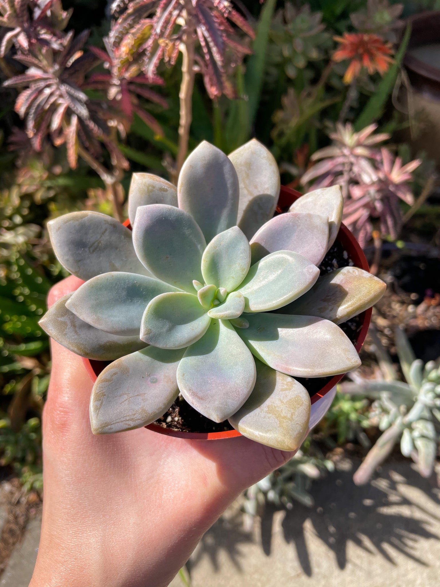 graptopetalum murasaki