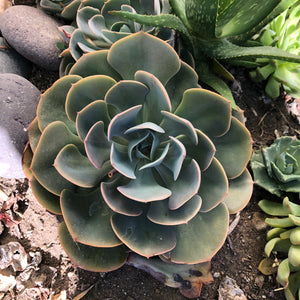 Echeveria Dusty Rose Kind Succulents