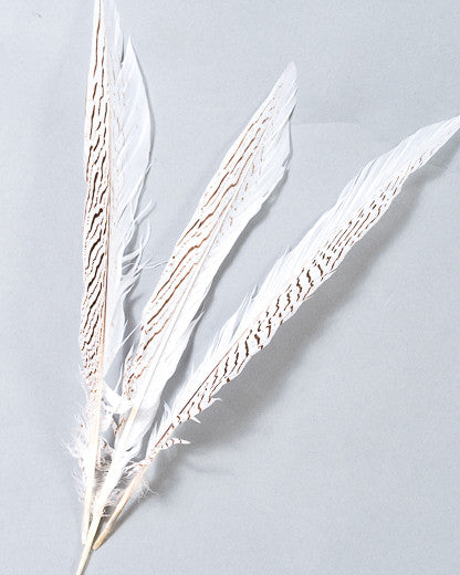 Silver Pheasant Feathers