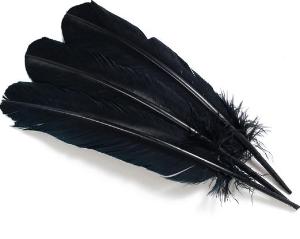 White with Black Tip Quill Feathers by the Pound – Schuman Feathers