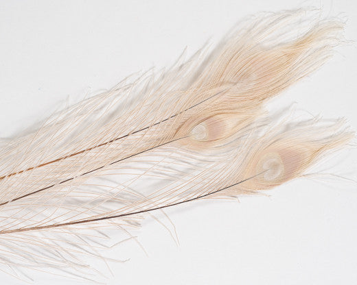 Beige Bleached and Dyed Peacock Feather 25-35 inches – Schuman Feathers