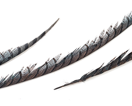 Grey Zebra Pheasant Feathers 30 inches up by the Piece – Schuman Feathers