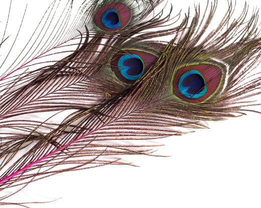 Peacock Feathers – ZanArt