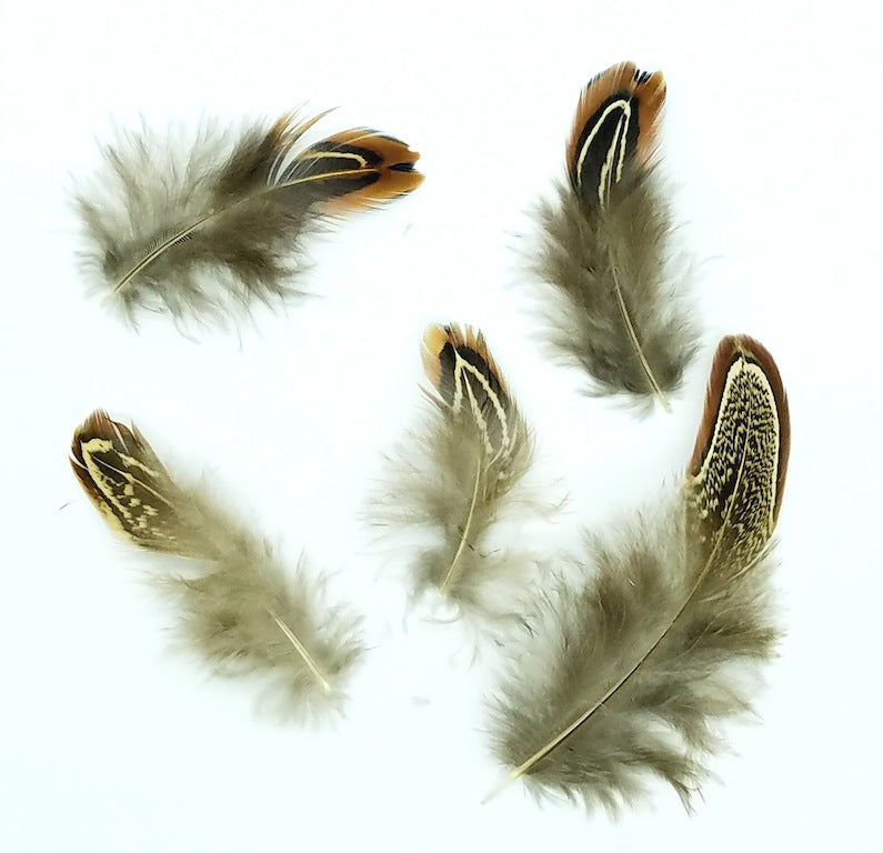 Plumage Ringneck Almonds – Schuman Feathers