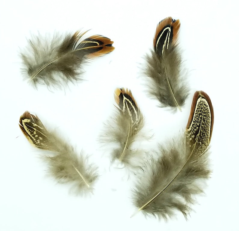 Pheasant Feathers, Plumage, Ringneck 