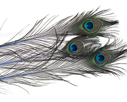 Peacock Swords Stem Neon Mix Dyed Feather | Buy Craft Feathers