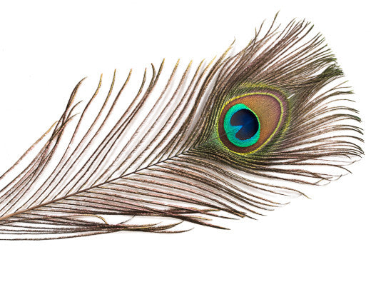 single peacock feather