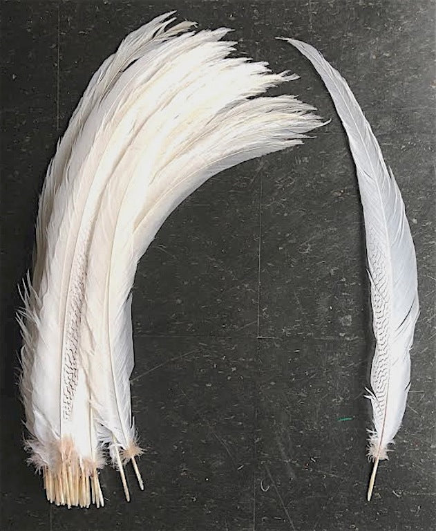 Silver Pheasant Tail Feathers, 30+ inches long, by the piece or