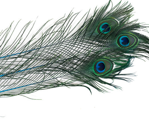 Peacock Feather for Home Decor -24 Inch (Pack of 30)