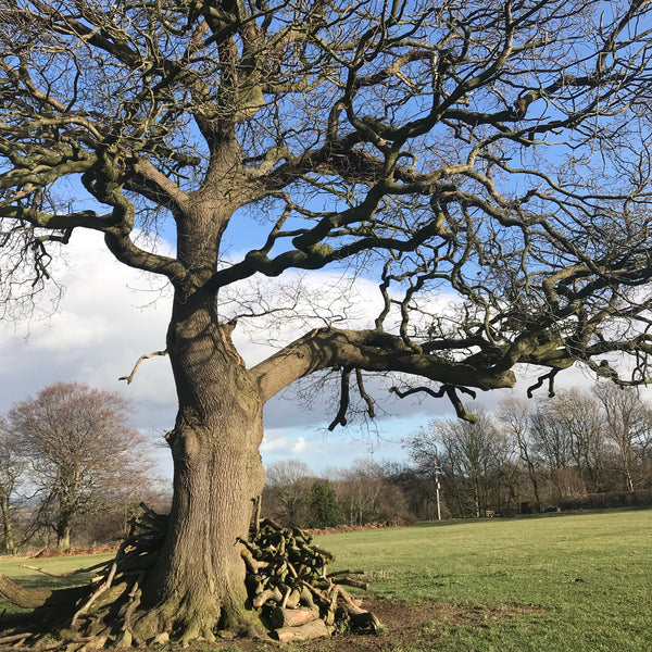 hackfall woods oak tree