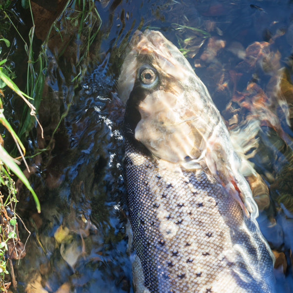 female Atlantic salmon